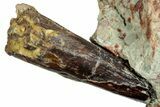 Spinosaurus Tooth In Situ - Dekkar Formation, Morocco #252263-1